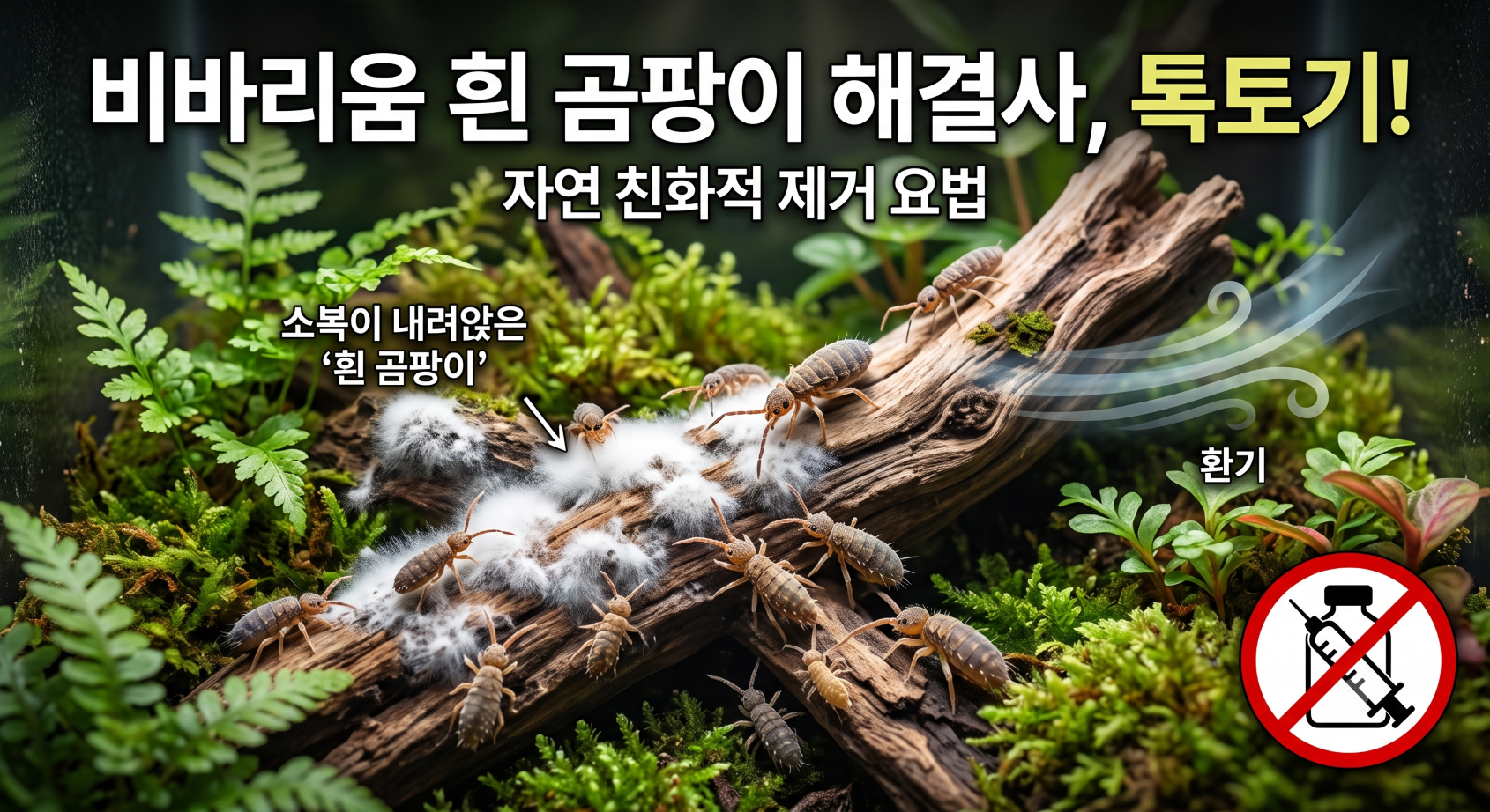 흰곰팡이제거방법