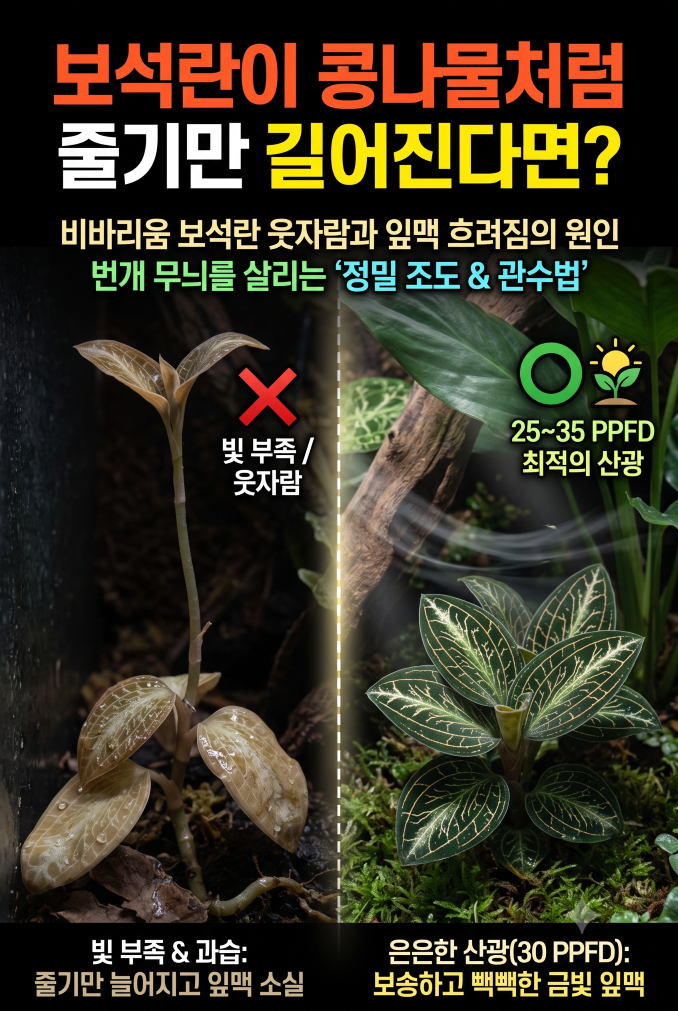 보석란 조도 관수법